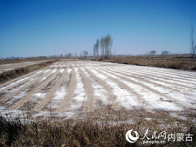 未改良的鹽堿地。五原縣農牧業技術推廣中心供圖
