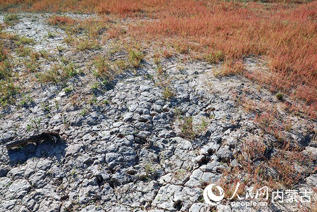 未經改良的鹽堿地。人民網 張聿修攝