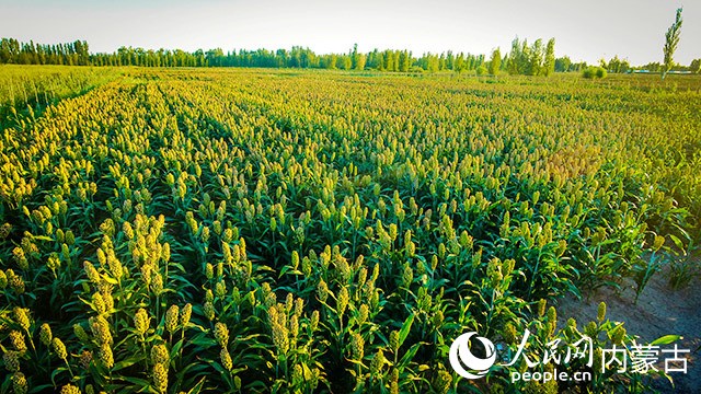 鹽堿地改良后種起了高粱。劉九維攝