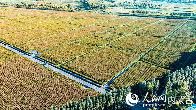 昔日的鹽堿荒灘變良田。劉九維攝