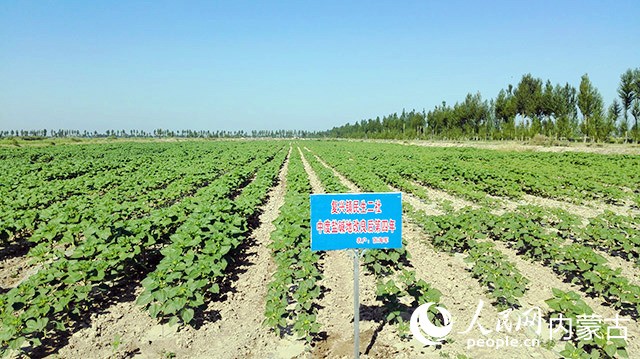 改良后的土地。五原縣農牧業技術推廣中心供圖