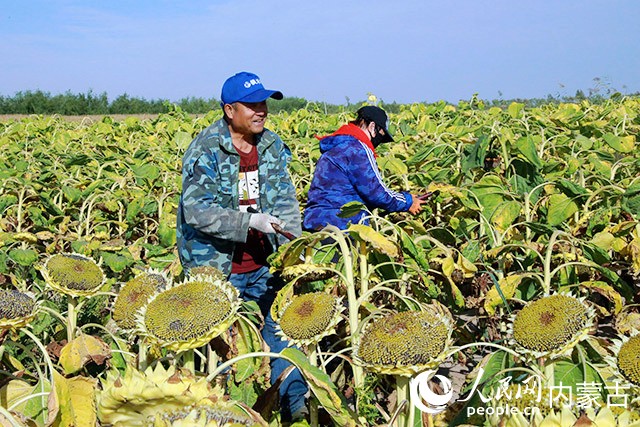 秋收時節,農戶采收向日葵。人民網 張聿修攝
