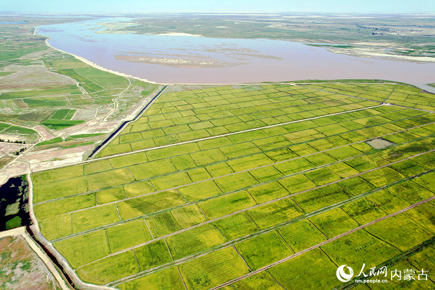 黃河岸邊稻花香。齊鴻雁攝