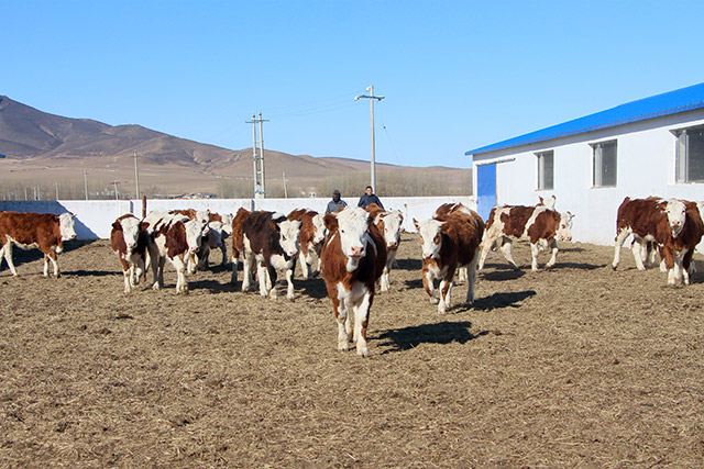 成群的牛兒沐浴在陽光下。韓飛攝