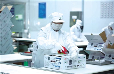 羊羊牧業在自治區市場監管局等部門的幫扶下聚焦草原肉羊產業高質量發展。