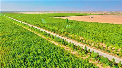 位于杭錦旗腹地的庫布其沙漠綠意盎然。從“全球沙漠生態經濟示范區”到“中國樣本”,再到“綠水青山就是金山銀山”實踐創新基地,庫布其沙漠已經成為享譽國際社會的中國綠色名片。本報記者 王磊 攝
