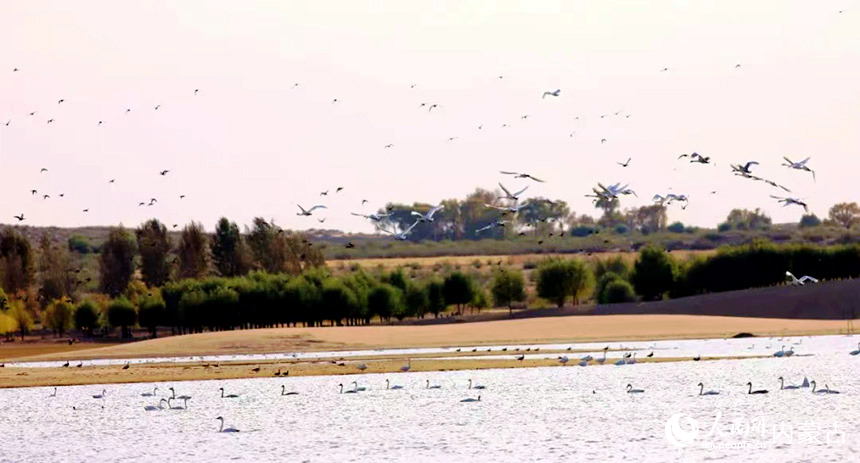 候鳥翔集。瑪希畢力格攝