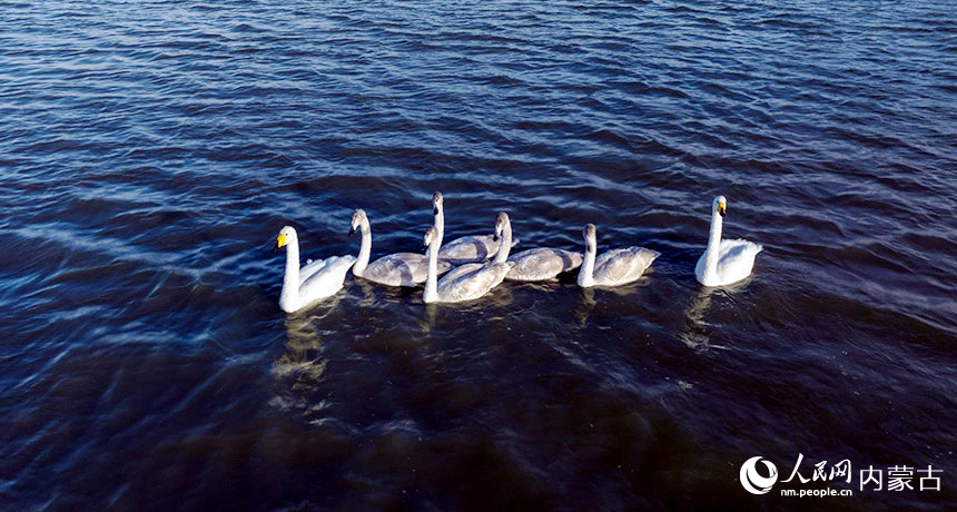 集體亮相。青克勒圖攝