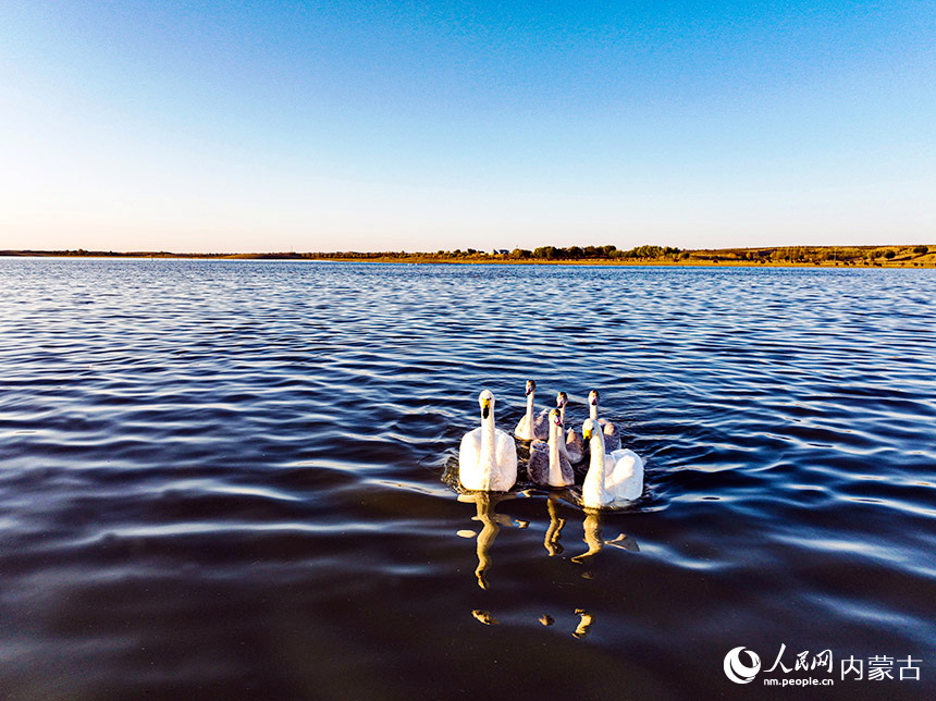 相親相愛(ài)。烏格莎攝