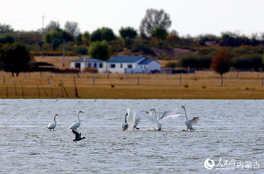 引吭高歌。瑪希畢力格攝