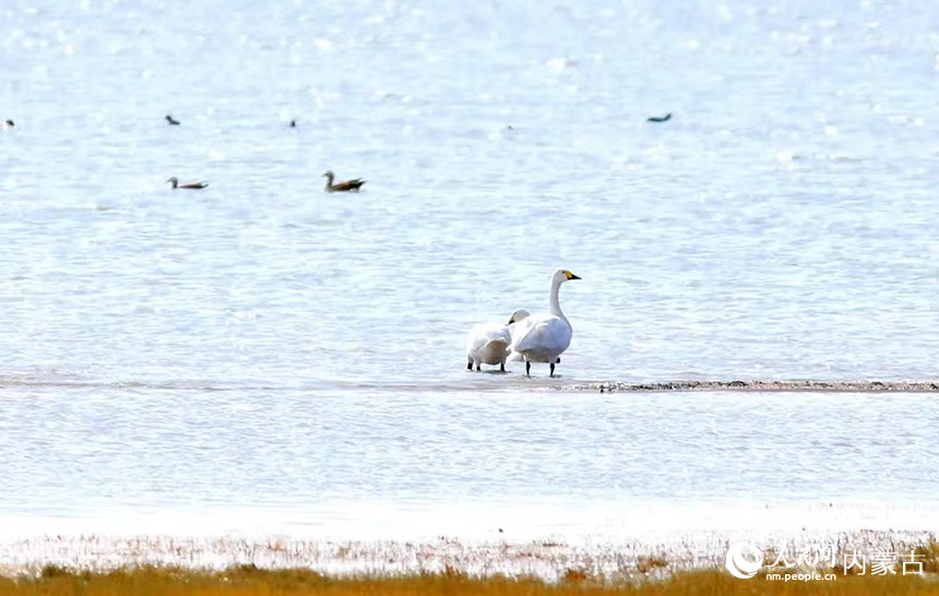 候鳥駐足休憩。瑪希畢力格攝