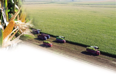 青儲(chǔ)收割。