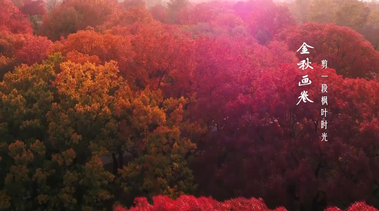 金秋畫卷