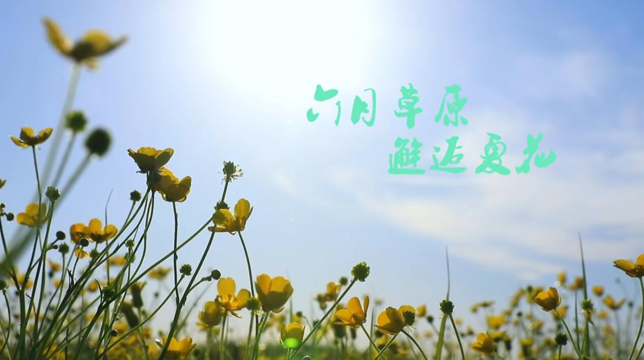 邂逅夏花