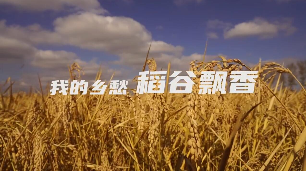 我的鄉愁，稻谷飄香
