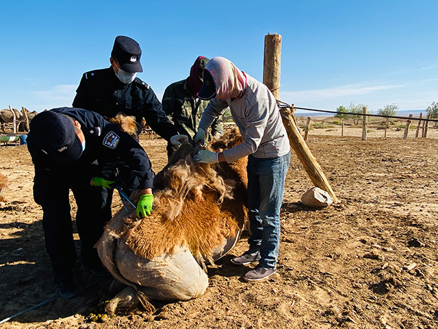 幫助轄區牧民義務勞動
