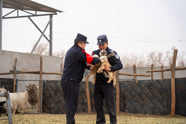 民警抱著剛出生的羊羔。