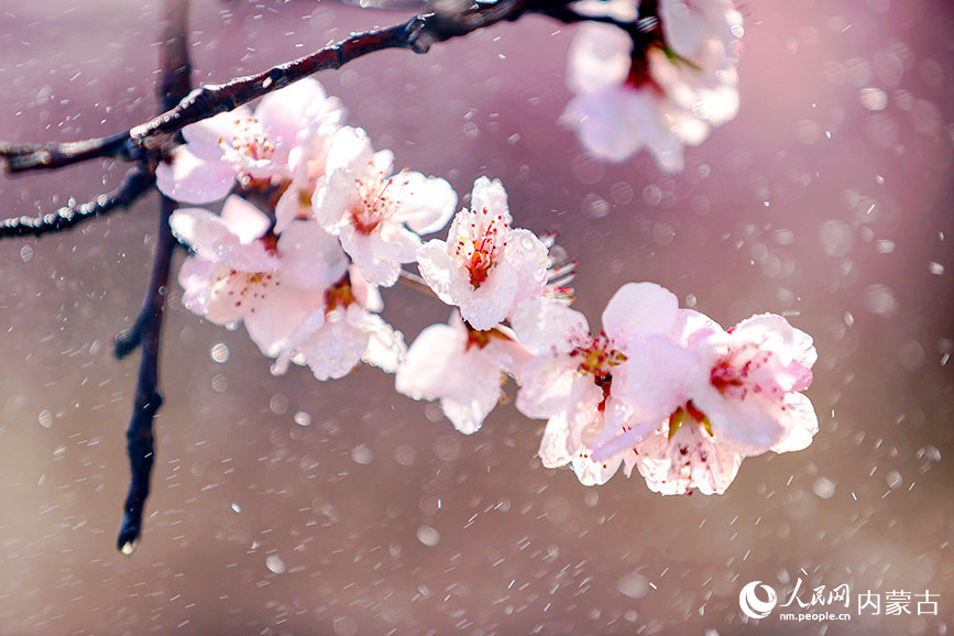 清明節(jié)前,呼和浩特市公主府公園的桃花初綻,春色明媚。樂炎攝