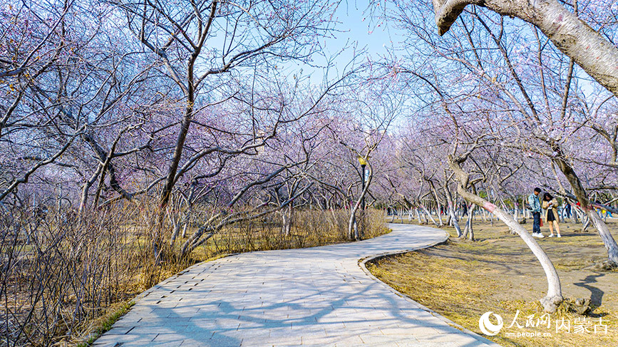 清明節前,呼和浩特市公主府公園的桃花初綻,春色明媚。樂炎攝
