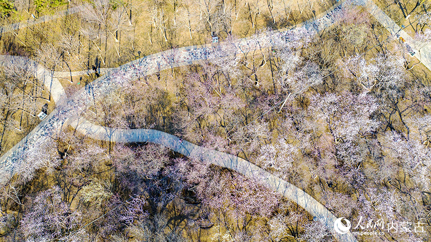 清明節(jié)前，呼和浩特市公主府公園的桃花初綻，春色明媚。樂炎攝