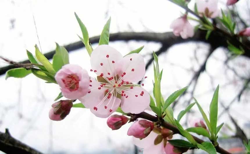 山桃盛開。欣坤達(dá)來攝