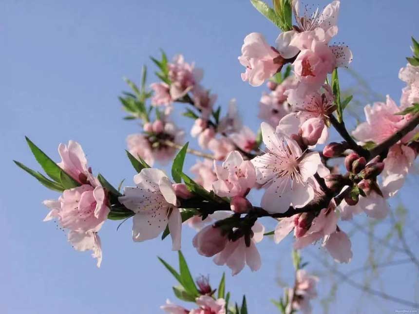 山桃盛開。欣坤達來攝