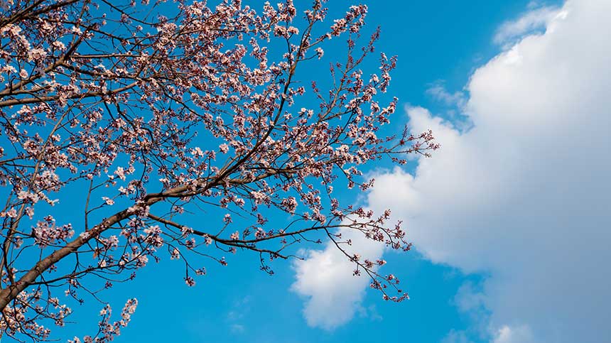 山桃盛開(kāi)。欣坤達(dá)來(lái)攝