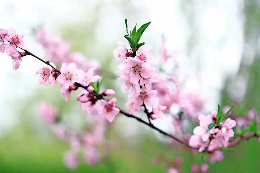 烏審旗：春來到 花盛開