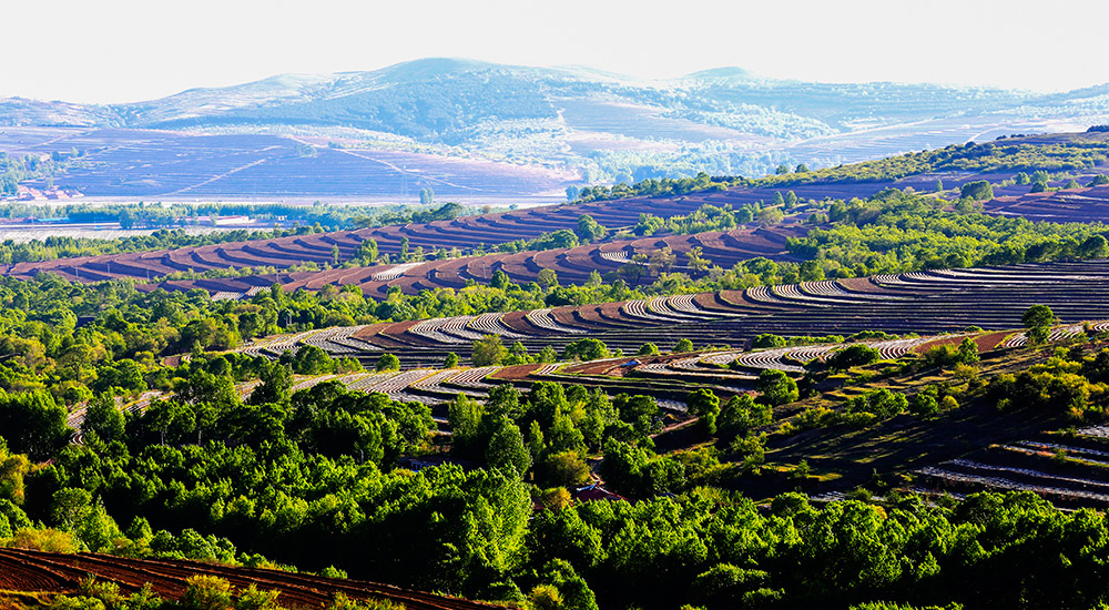 在希望的田野上
