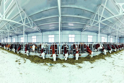 養好牛 出好肉　　今年上半年，全市精養繁育戶達到1200戶，特一級基礎母牛存欄3萬頭以上，肉牛品種質量提升工作成效初顯；全市57個重點區域冷配改良示范村建設全面啟動。【詳細】 