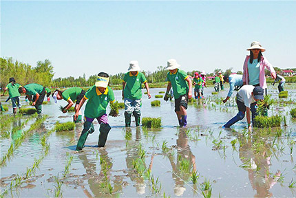 水田親子插秧 感受農耕文化　　近日，“庫倫首屆農耕文化插秧節”在通遼市庫倫旗茫汗蘇木蘇日圖嘎查鼠小農稻田基地舉行，吸引了游客及周邊村民帶著孩子前來感受插秧、抓魚的樂趣。【詳細】 