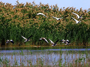 居延海候鳥翔集