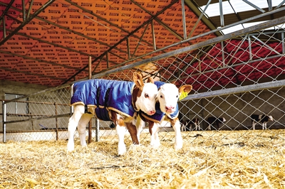 德系弗萊維赫良種胚胎移植牛犢。 白敖敏 攝