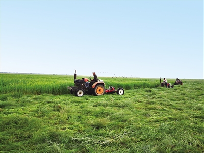 收割牧草。 楊雪 攝