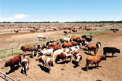 萬頭牛養(yǎng)殖基地。張啟民 攝