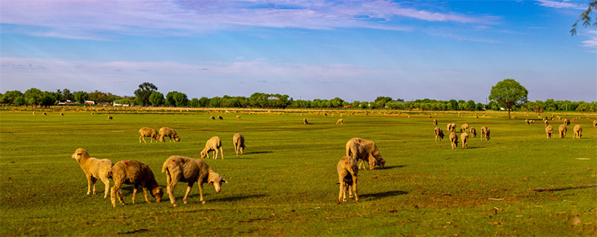 鄂爾多斯細毛羊在草原上悠閑吃草。德勒嘿攝