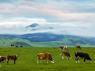 扎魯特旗山地草原
