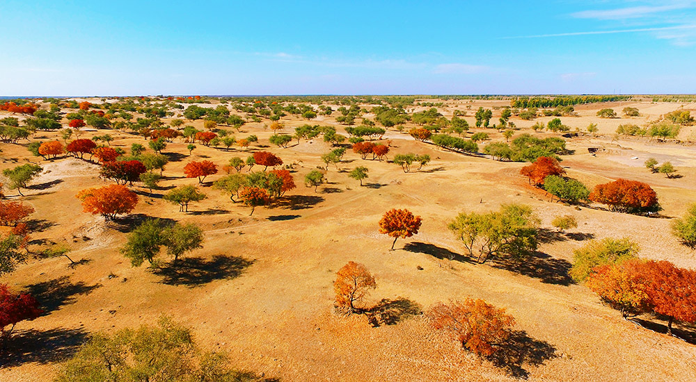 科左中旗疏林草原
