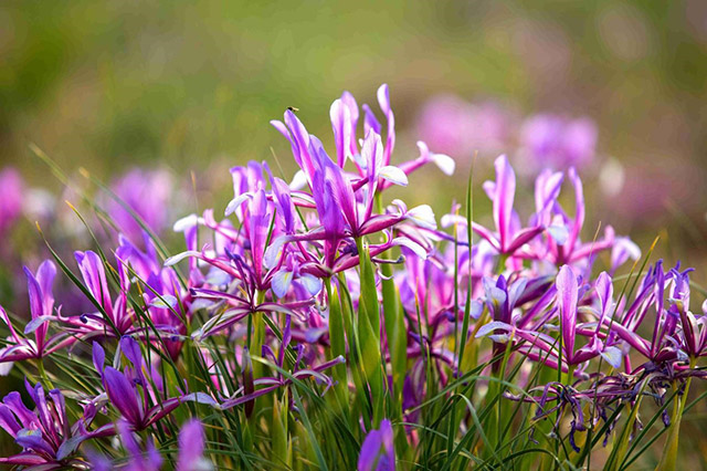 以“花”為媒盤活“花”樣資源 鄂托克前旗馬蘭花開正盛“青悠悠的草原上，藍幽幽的馬蘭花……”歌聲響起時，正是賞花逐香的好時節——季節的風吹開含苞的花朵，十萬畝美麗的馬蘭花競相綻放，蔚為壯觀，美麗芬芳，令人心醉。【詳細】 