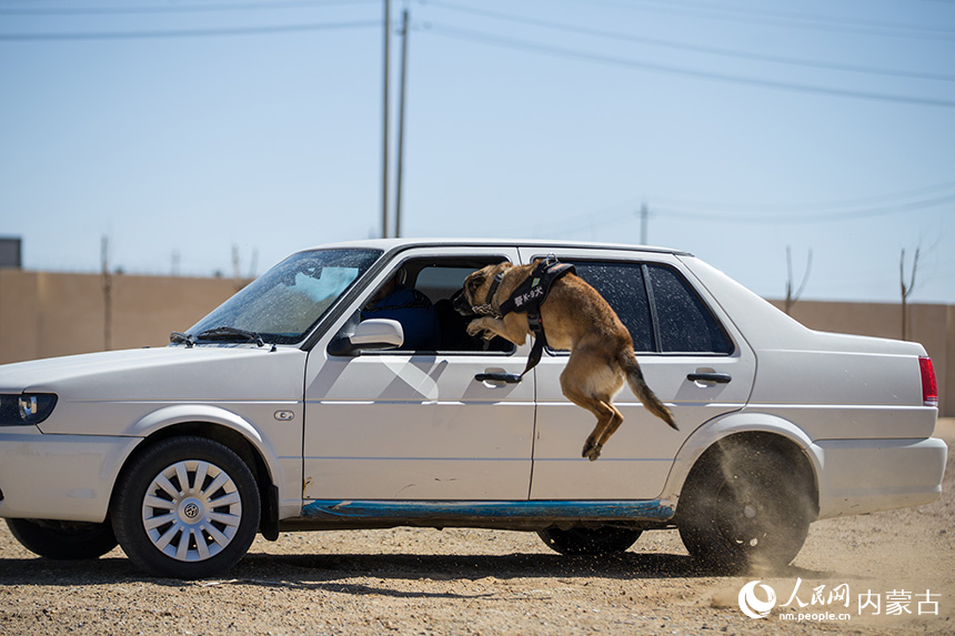 警犬跳進汽車駕駛室協(xié)助抓捕“犯罪嫌疑人”。郭鵬杰攝
