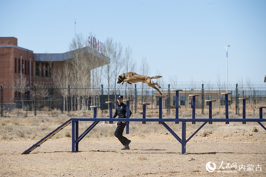 警犬訓導員組織警犬進行跨越障礙訓練。郭鵬杰攝