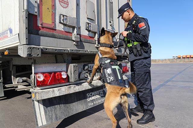 搜毒犬“江麟”查驗(yàn)國(guó)際貨車車廂。李發(fā)春攝