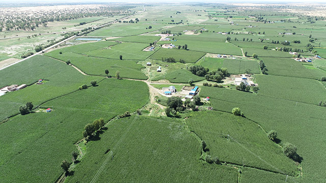 百萬畝紫花苜宿豐收。張峰攝
