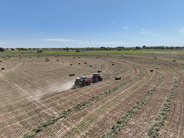 百萬畝紫花苜宿收割現(xiàn)場。張峰攝