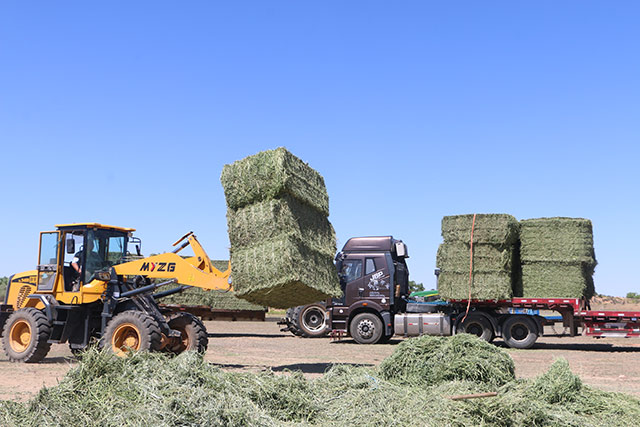 紫花苜宿晾曬、打捆場景。張峰攝