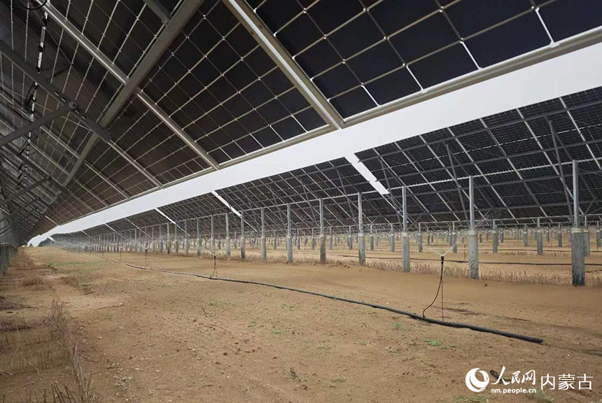 光伏板下滴灌種植。人民網(wǎng)記者 劉藝琳攝