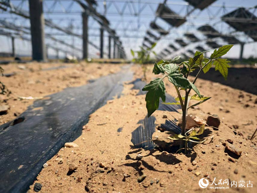 光伏板下滴灌種植。人民網記者 劉藝琳攝