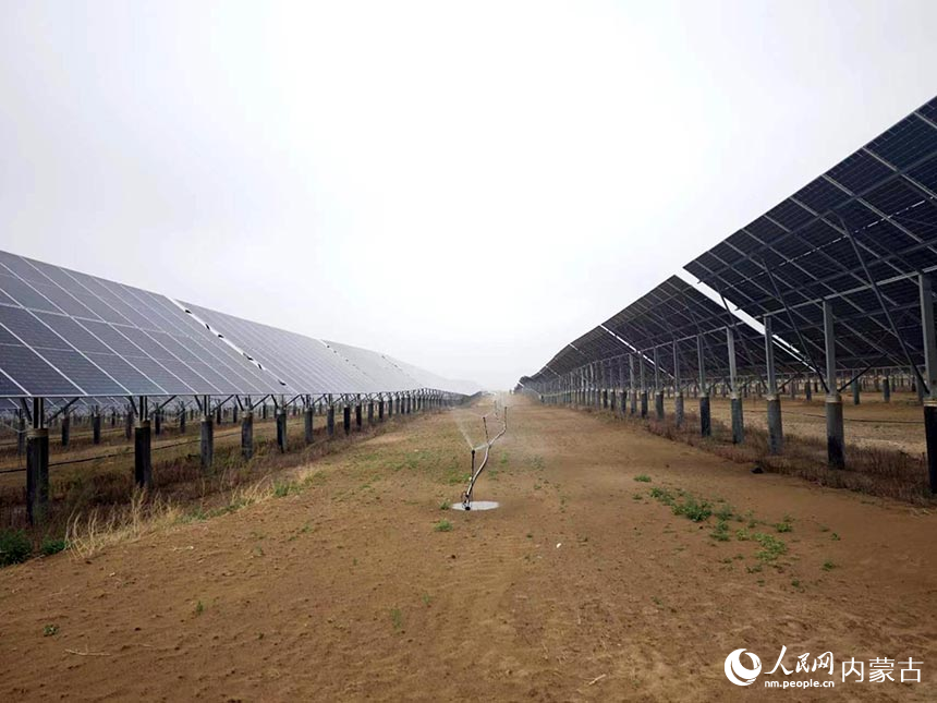 光伏板下滴灌種植。人民網記者 劉藝琳攝