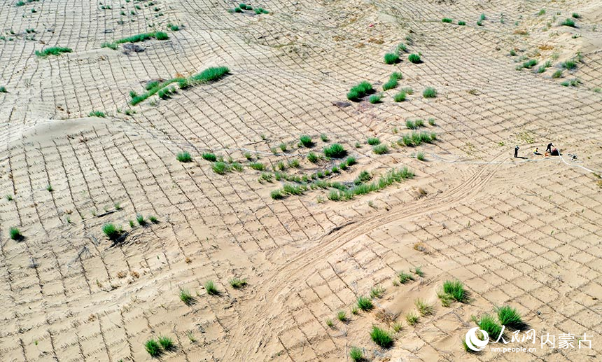 杭錦旗庫布其沙漠北緣鎖邊林帶沙化土地綜合治理項(xiàng)目現(xiàn)場。牛天甲攝