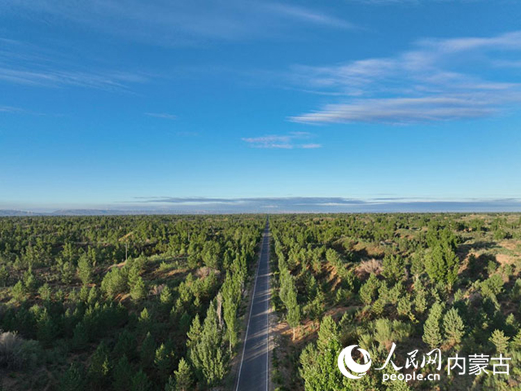 綠色毛烏素。殷玉珍攝